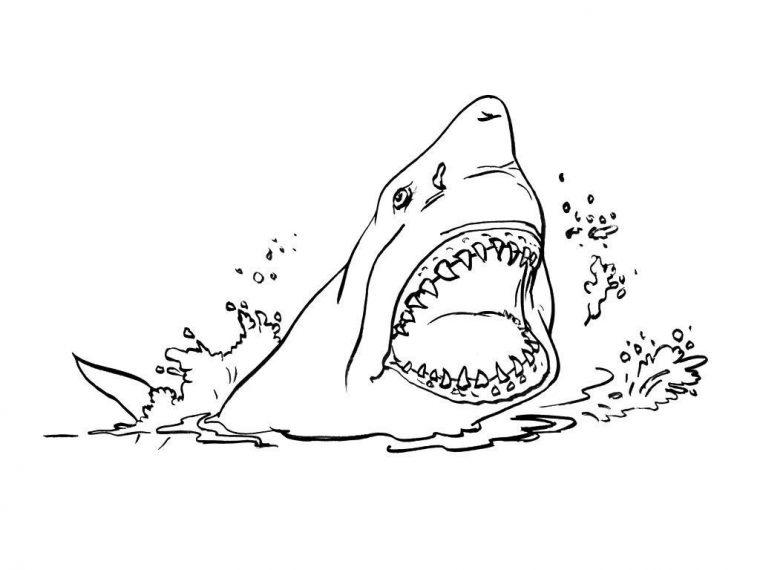 Coloriage Requin 3 – Coloriage Requins – Coloriages Animaux concernant Dessin De Requin À Imprimer