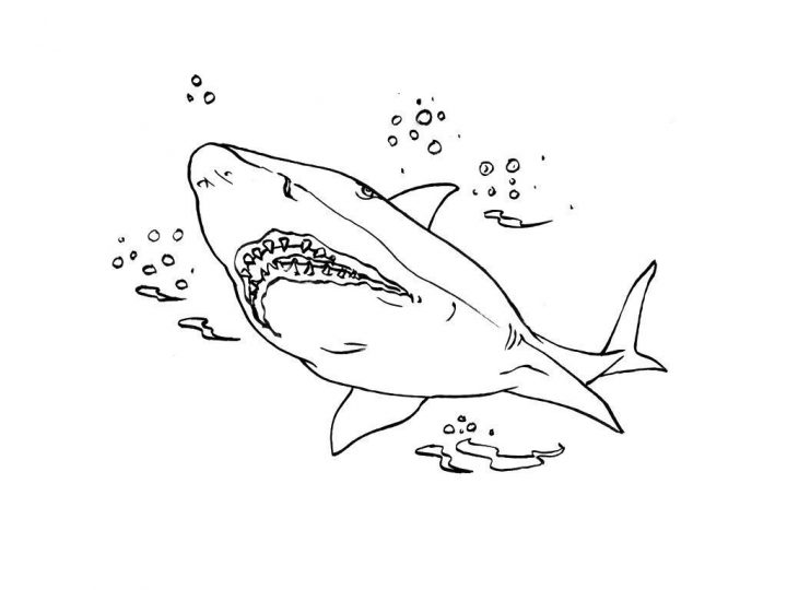 Coloriage Requin 4 – Coloriage Requins – Coloriages Animaux dedans Coloriage Requin Blanc Imprimer