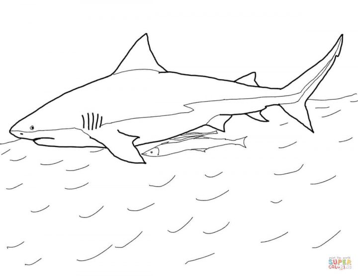 Coloriage – Requin-Bouledogue | Coloriages À Imprimer Gratuits intérieur Coloriage Requin Blanc Imprimer