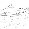 Coloriage - Requin-Bouledogue | Coloriages À Imprimer Gratuits serapportantà Coloriage Requin À Imprimer