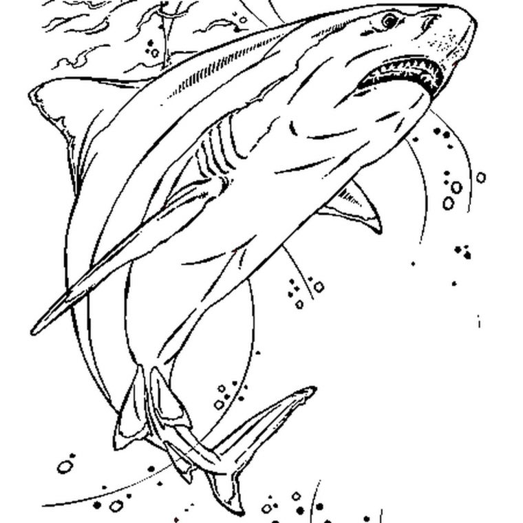 Coloriage Requin En Ligne Gratuit À Imprimer concernant Jeux Gratuit Requin Blanc