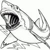 Coloriage Requin Gratuit Imprimer 1001 Animaux Dessin Requin encequiconcerne Coloriage Requin À Imprimer