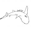 Coloriage Requin - Les Beaux Dessins De Animaux À Imprimer à Coloriage Requin Blanc Imprimer