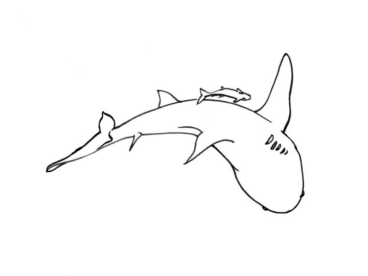 Coloriage Requin – Les Beaux Dessins De Animaux À Imprimer à Coloriage Requin Blanc Imprimer