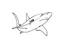 Coloriage Requin - Les Beaux Dessins De Animaux À Imprimer dedans Dessin De Requin À Imprimer