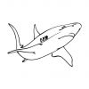 Coloriage Requin - Les Beaux Dessins De Animaux À Imprimer destiné Coloriage Requin À Imprimer