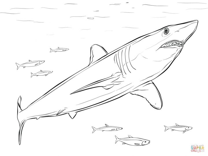 Coloriage – Requin Mako | Coloriages À Imprimer Gratuits avec Coloriage Requin Blanc Imprimer