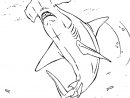 Coloriage Requin Marteau En Ligne Gratuit À Imprimer intérieur Dessin De Requin À Imprimer