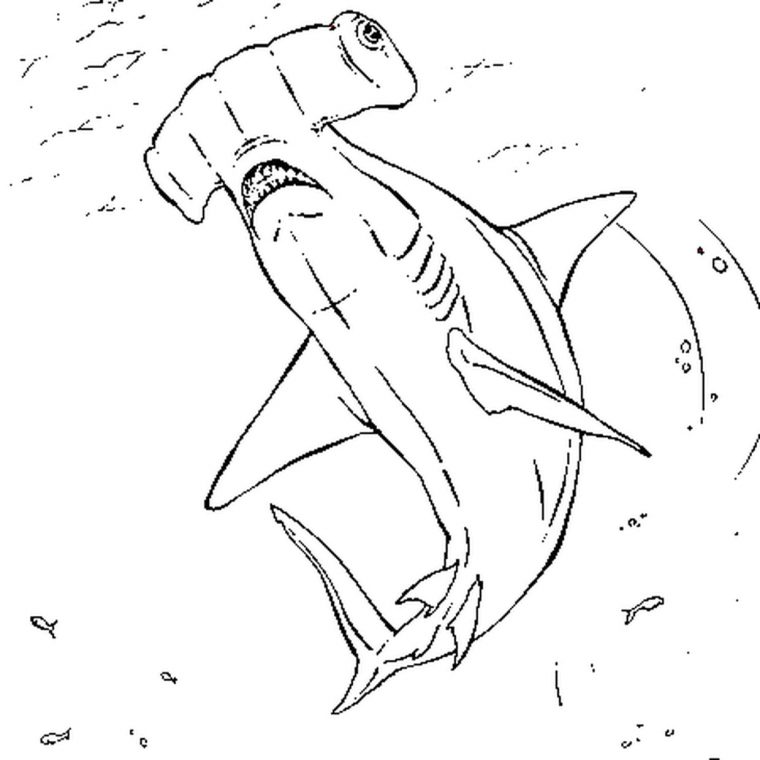 Coloriage Requin Marteau En Ligne Gratuit À Imprimer intérieur Dessin De Requin À Imprimer