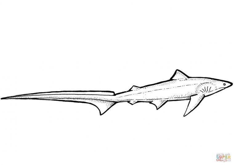 Coloriage – Requin-Renard | Coloriages À Imprimer Gratuits pour Dessin De Requin À Imprimer