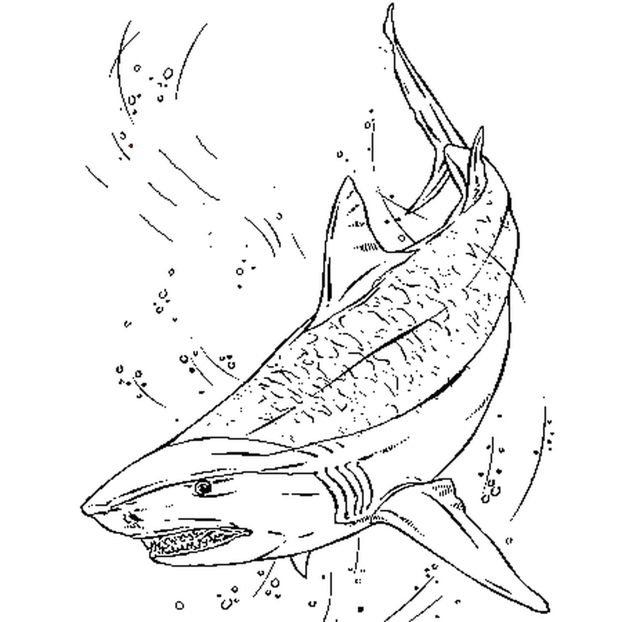 Coloriage Requin Tigre En Ligne Gratuit À Imprimer tout Coloriage Requin À Imprimer 