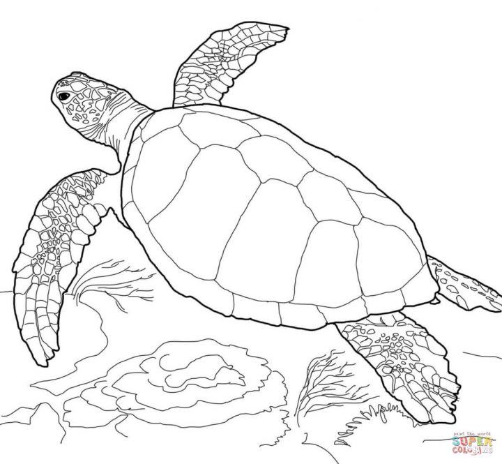 Coloriage – Tortue Caouanne Qui Nage | Coloriages À Imprimer intérieur Dessin Tortue À Imprimer