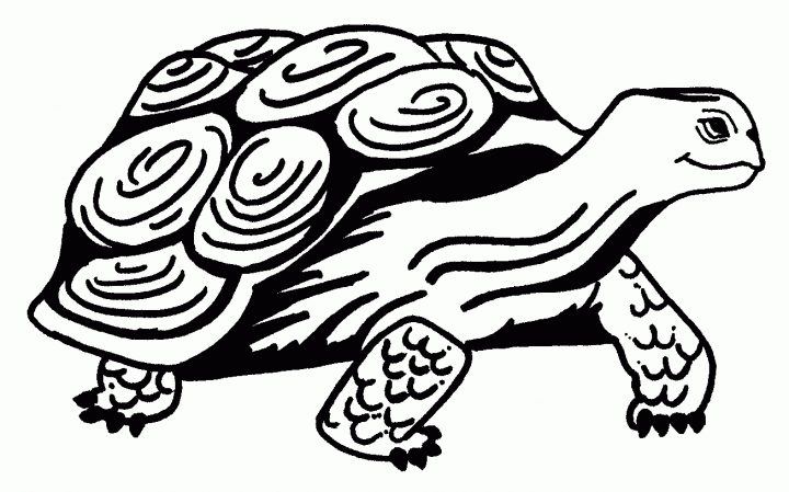 Coloriage Tortue – Les Beaux Dessins De Animaux À Imprimer destiné Dessiner Une Tortue