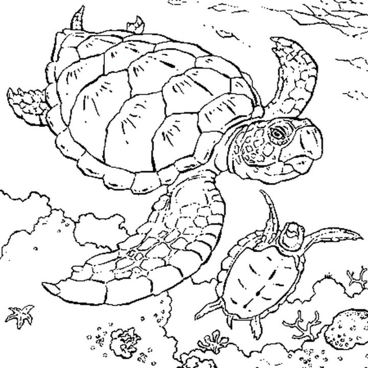 Coloriage Tortue Marine En Ligne Gratuit À Imprimer à Dessin Tortue À Imprimer