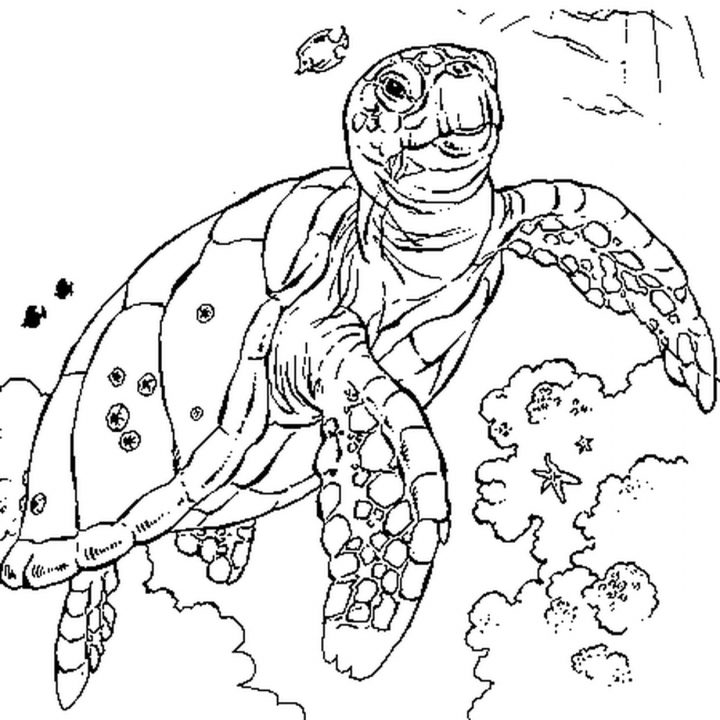 Coloriage Tortue Mer En Ligne Gratuit À Imprimer avec Coloriage Sur La Mer À Imprimer