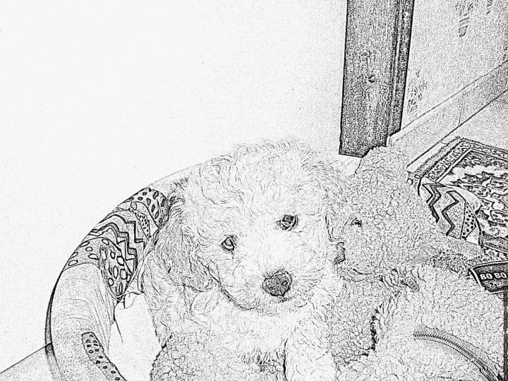 Coloriage Vyane Chiot Caniche À Imprimer Pour Les Enfants dedans Coloriage De Chiot A Imprimer