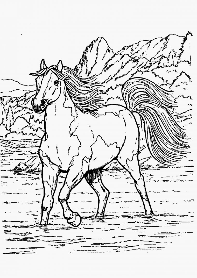 Coloriages À Imprimer : Cheval, Numéro : 919D37Ed à Dessin De Cheval A Colorier