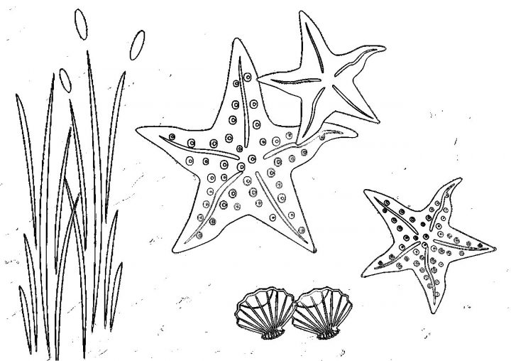 Coloriages D'étoiles De Mer À Imprimer – Coloriage À Imprimer tout Coloriage Sur La Mer À Imprimer