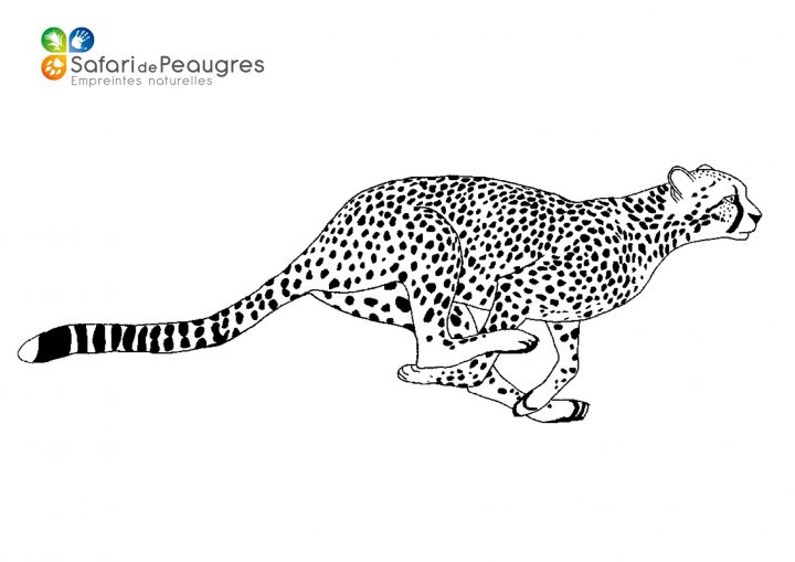 Coloriez Les Animaux Du Safari De Peaugres ! | Safari De destiné Guépard Dessin