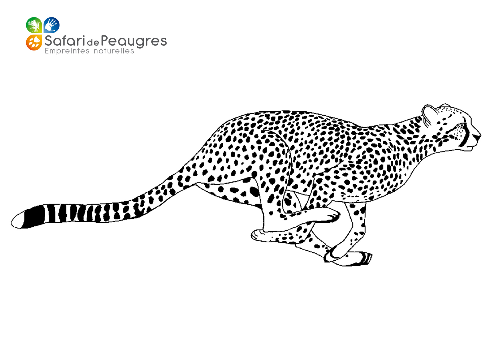 Coloriez Les Animaux Du Safari De Peaugres ! | Safari De destiné Guépard Dessin 