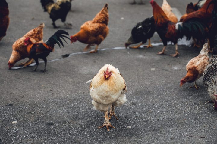 Combien D'oeufs La Poule Peut-Elle Pondre ? – Curieux! à Animaux Qui Pondent Des Oeufs