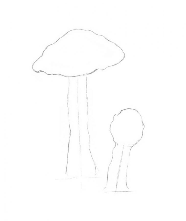 Comment Dessiner Un Champignon concernant Dessiner Un Champignon