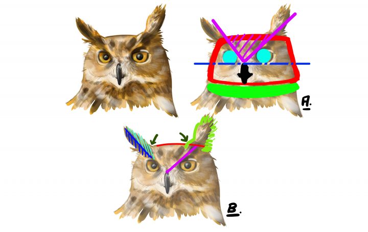 Comment Dessiner Un Hibou – Dessindigo serapportantà Dessiner Un Hibou