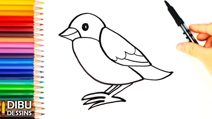 Comment Dessiner Un Oiseau | Dessin De Oiseau avec Dessin D Oiseau Simple