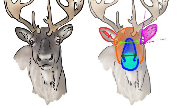 Comment Dessiner Un Renne – Dessindigo concernant Caribou Dessin