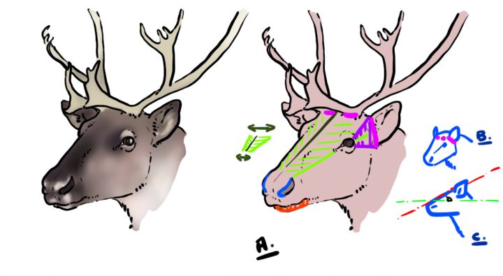 Comment Dessiner Un Renne – Dessindigo dedans Caribou Dessin