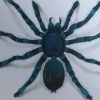 Comment Dessiner Une Araignée Réaliste - Speed Drawing 3D destiné Dessiner Une Araignee
