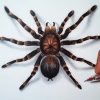 Comment Dessiner Une Araignée [Tutoriel] concernant Dessiner Une Araignee