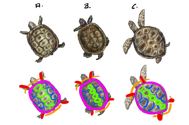 Comment Dessiner Une Tortue – Dessindigo à Dessiner Une Tortue