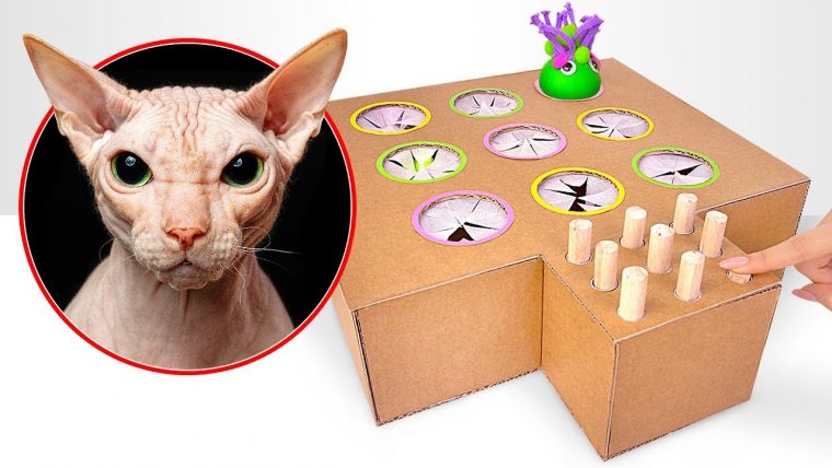 Comment Fabriquer Un Jeu De Taupe Pour Chat Avec Du Carton tout Jeux De Taupe