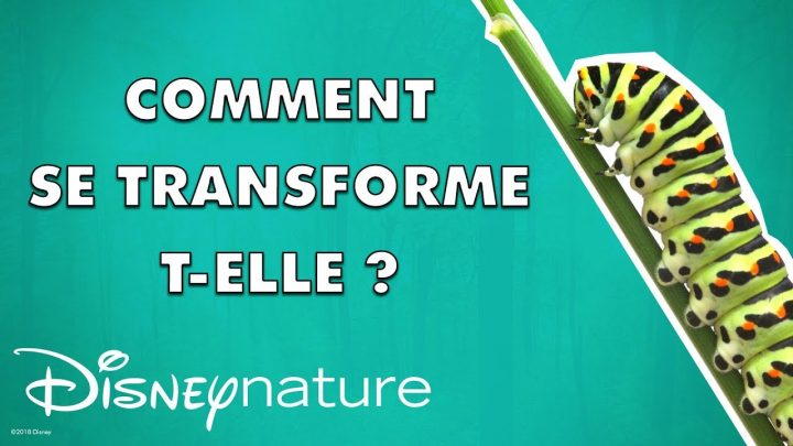 Comment La Chenille Se Transforme-T-Elle En Papillon ? 🐛🦋 concernant Cycle De Vie D Une Chenille