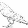 Comment Réaliser Un Dessin De Corbeau - Dessindigo tout Dessin D Oiseau Simple