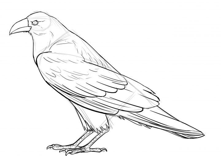 Comment Réaliser Un Dessin De Corbeau – Dessindigo tout Dessin D Oiseau Simple