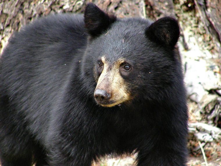 Comment Survivent Les Animaux En Hiver? – Comité Zip Du Lac encequiconcerne Les Animaux Qui Hivernent