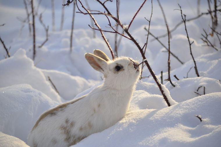 Comment Survivent Les Animaux En Hiver? – Comité Zip Du Lac intérieur Les Animaux Qui Hivernent