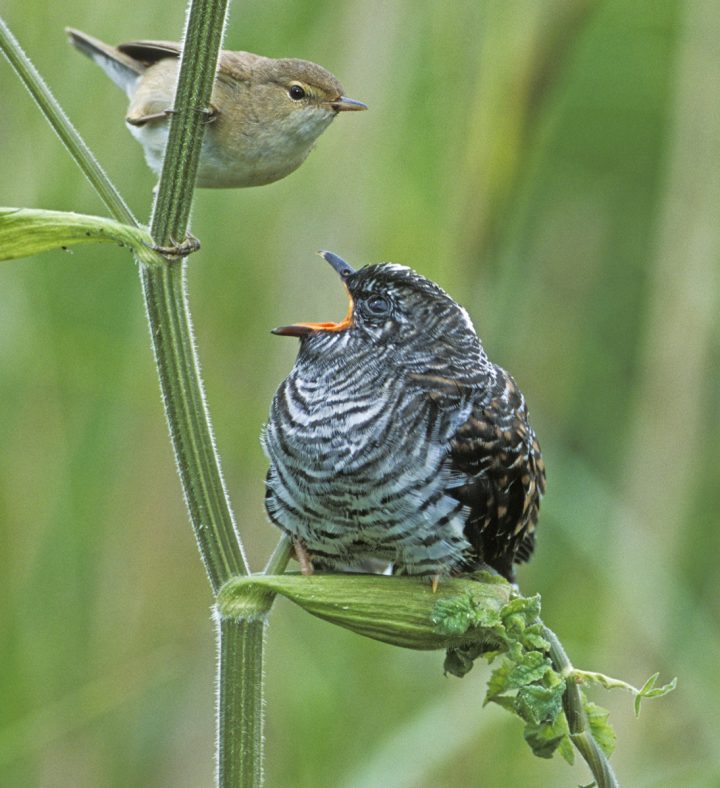 Comment Tromper Le Coucou, Cet Oiseau Squatteur De Nid avec Animaux Qui Pondent Des Oeufs