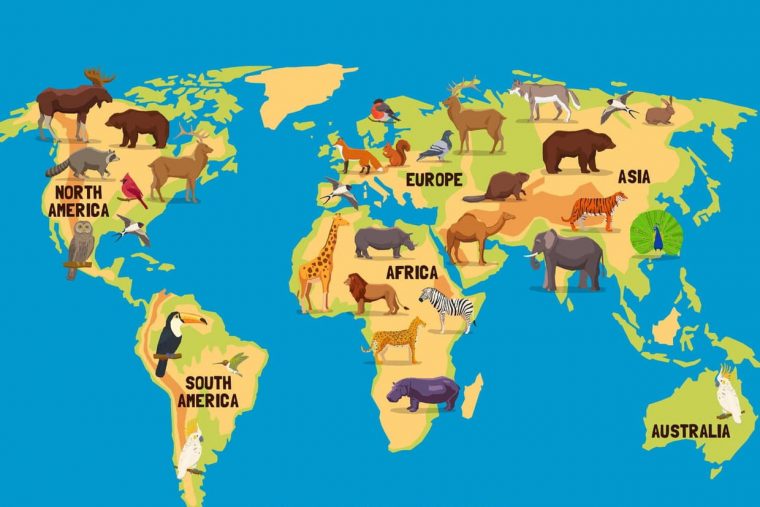 Comptine Des Six Continents, Chansons Pour Enfants Sur à Apprendre Les Animaux Pour Bebe