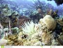 Coral Reef Vive Avec La Mer Anemone Front Et Le Centre Image destiné Anémone Des Mers