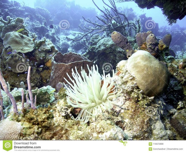 Coral Reef Vive Avec La Mer Anemone Front Et Le Centre Image destiné Anémone Des Mers