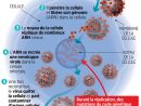 Coronavirus : 613 Personnes Contaminées En France - Le Parisien tout Combien De Departement En France
