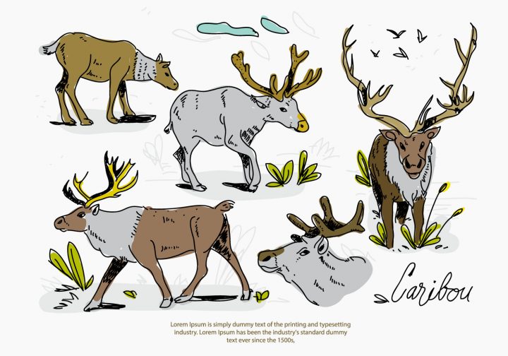 Croquis De Cerf-Volant De Caribou Illustration À Dessin tout Caribou Dessin