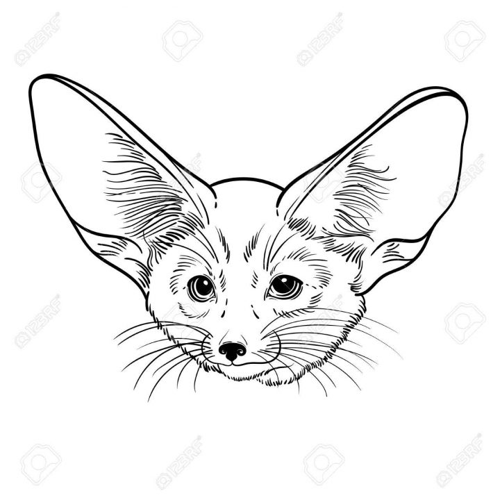 Cute Animal. Petit Renard Fennec. Enfants Linéaires Illustrations Pour Le  Livre De Coloriage. Pour Imprimer Des T-Shirts, Sacs Ou Couverture. pour Livre De Coloriage À Imprimer