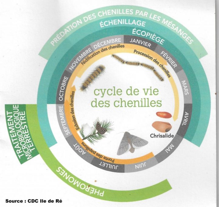 Cycle De Vie De La Chenille Processionnaire Du Pin à Cycle De Vie D Une Chenille