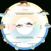 Cycle De Vie De L'insecte — Wikipédia encequiconcerne Cycle De Vie D Une Chenille