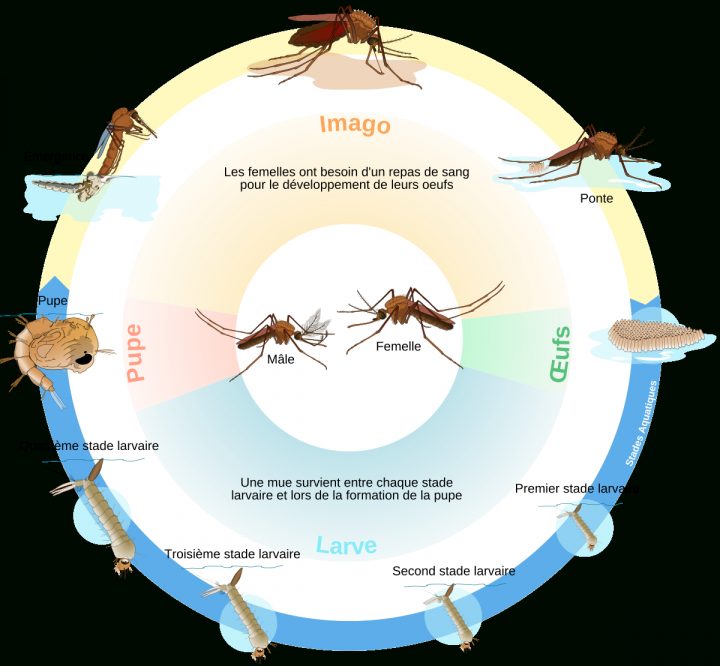 Cycle De Vie De L'insecte — Wikipédia encequiconcerne Cycle De Vie D Une Chenille