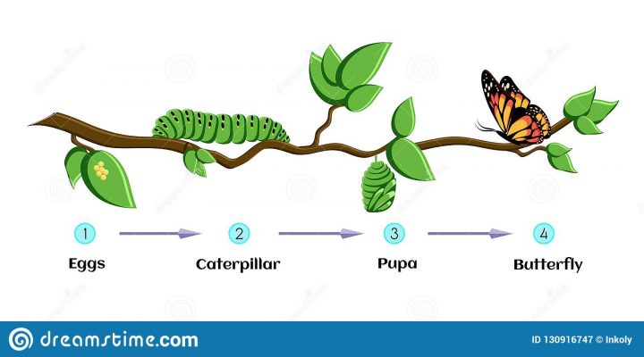 Cycle De Vie Des Oeufs De Papillon, Chenille, Chrysalides encequiconcerne Cycle De Vie D Une Chenille